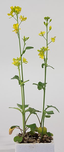 Wisconsin Fast Plants flowering.jpg