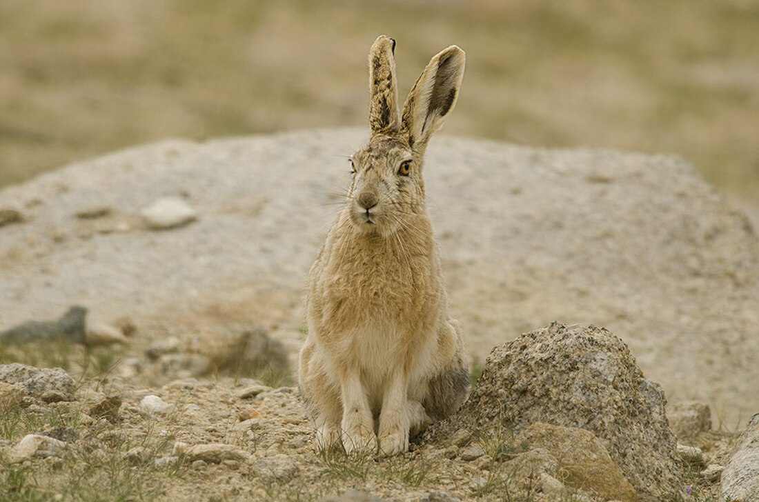 Lepus oiostolus