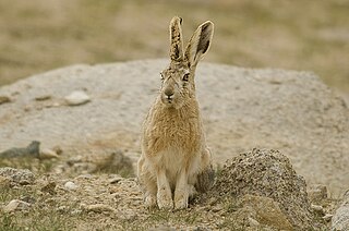 <span class="mw-page-title-main">Woolly hare</span> Species of mammal