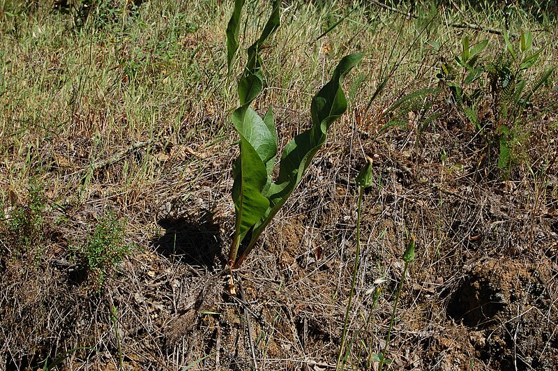 File:Wyethia glabra-1.jpg