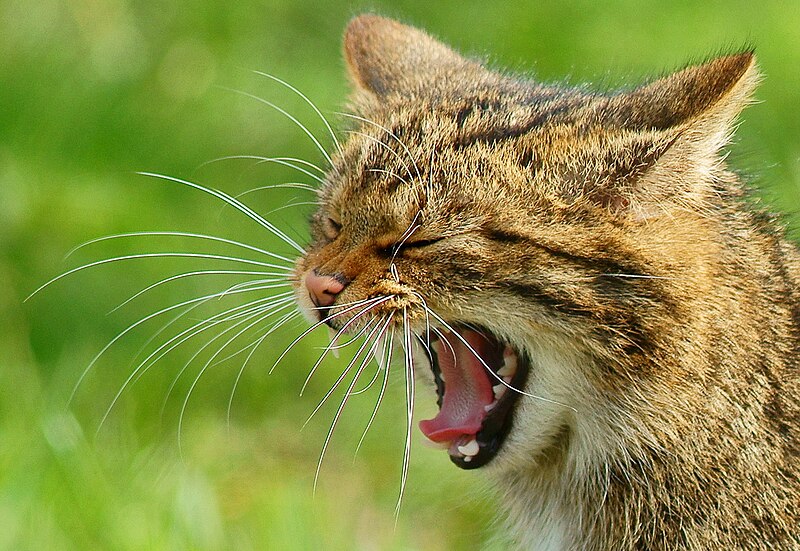 File:Yawning Wildcat at the British Wildlife Centre, Newchapel, Surrey - geograph.org.uk - 2309509.jpg