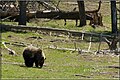 Grizzlybeer in Yellowstone National Park