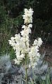 Juka sivá (Yucca glauca), odrůda baileyi