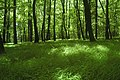 スロバキアのブナの森