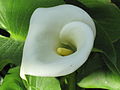 Miniatuur voor Bestand:Zantedeschia-a.JPG