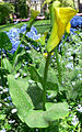 Elioto kalija (Zantedeschia elliottiana)