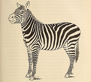 <span class="mw-page-title-main">Selous' zebra</span> Subspecies of zebra