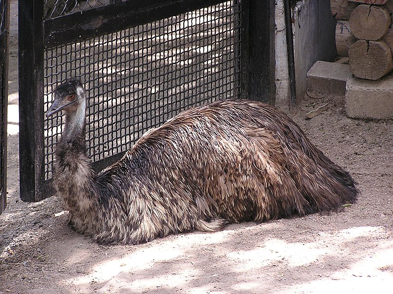 File:Zoo in dokuchaevsk 009.jpg