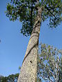 "Bertholetia excelsa" Castanha-do-Pará Brazil-nuts tree.jpg