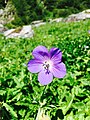 "Flowers Blossom At valley of flowers Chamoli, India" 37.jpg