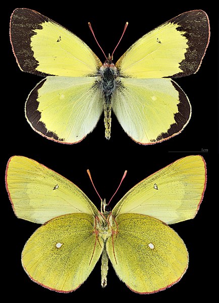 File:(MHNT) Colias palaeno - Majdan Kasztelański Pologne - male.jpg