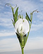 Vicia sativa (Common vetch) - White flower