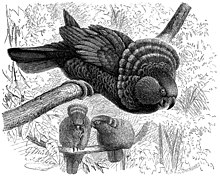 Иллюстрация веерного попугая из книги Жизнь животных. Птицы