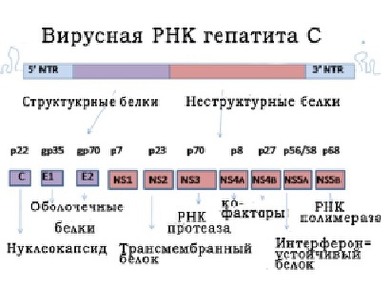 Белки гепатита с. РНК вируса гепатита с. Структурные и неструктурные белки вируса гепатита с. Анализ РНК вируса гепатита с. Вирус гепатита в.