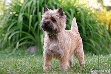 A red/wheaten Cairn Terrier Kern ter'er (cairn terrier).jpg