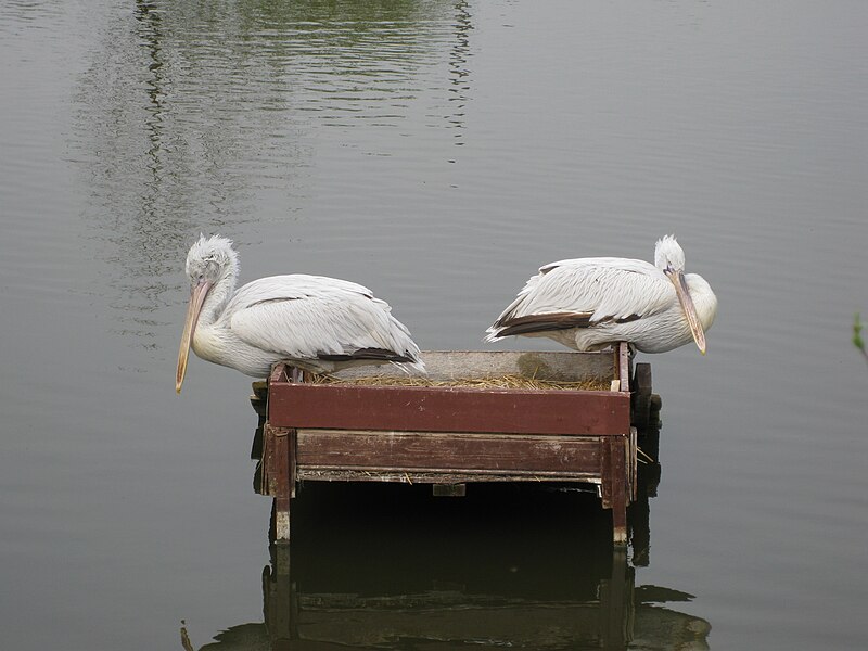File:Кудрявые пеликаны в Парке птиц Воробьи.jpg