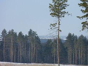 Сосновый бор в Репном, Балашовский район