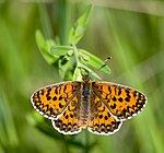 Melitaea trivia