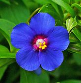 flower from Israel - Anagallis arvensis