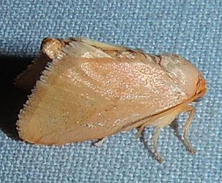 <i>Tortricidia pallida</i> Species of moth