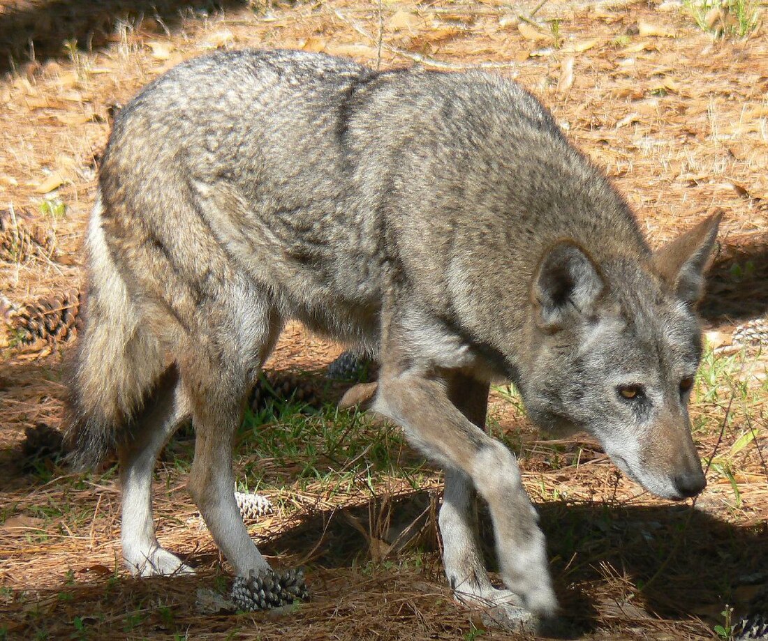 Red wolf