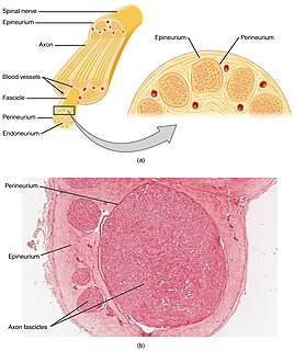 Nerve fascicle Bundle of funiculi (small bundles of axons) in the peripheral nervous system