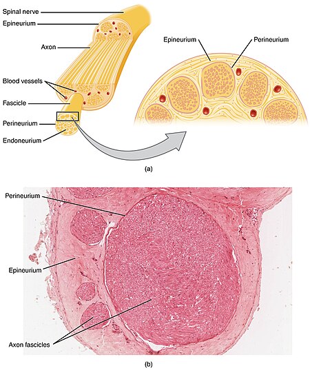 Tập_tin:1319_Nerve_StructureN.jpg