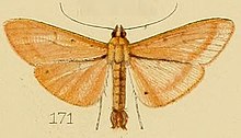 171-Palpita pudicalis (کنریک ، 1907) .JPG