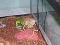 Thumbnail for Green iguana in captivity