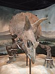 Henry Fairfield Osborn lent his support to reconstructing Triceratops with sprawling forelimbs. 2007 0127 Science Museum 0042.JPG