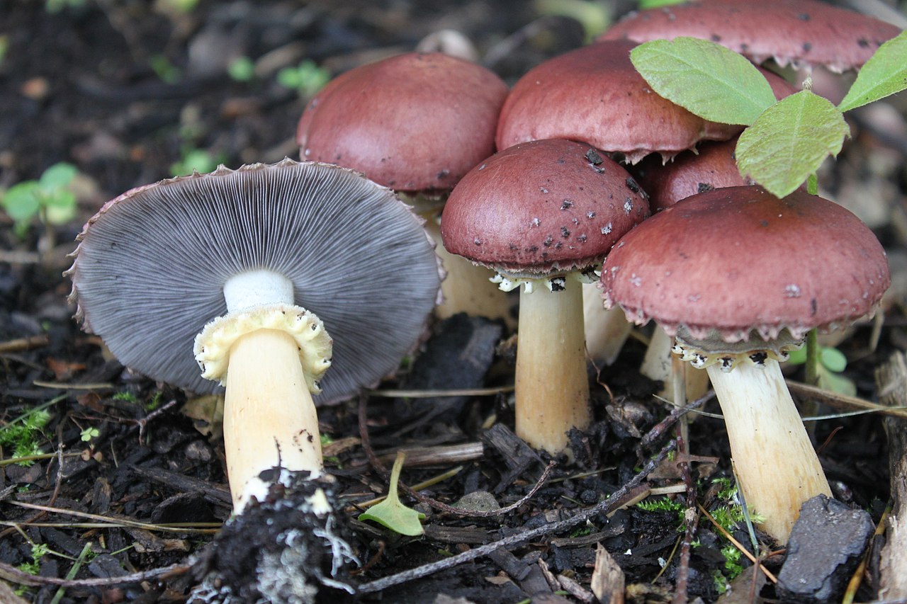 Wine cap mushrooms growing in wood chips