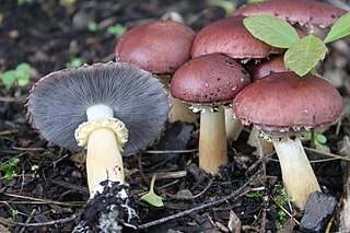 <i>Stropharia rugosoannulata</i> Species of fungus