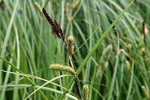 Kærstar (Carex acutiformis) Foto: Sten Porse