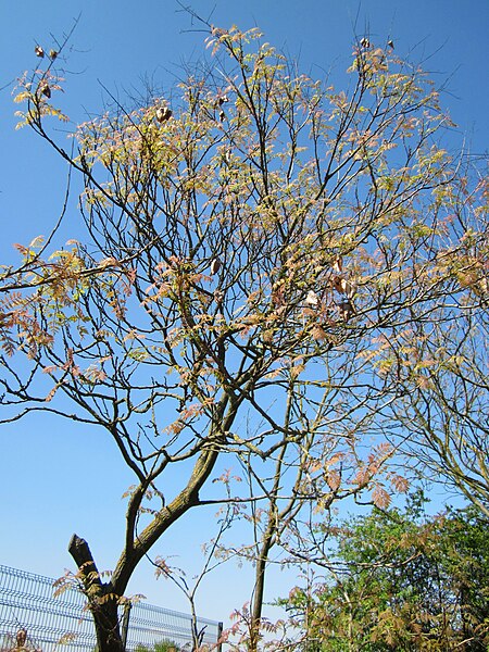 File:20130424Koelreuteria paniculata1.jpg