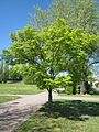 javor dlanitolistý (Acer palmatum)