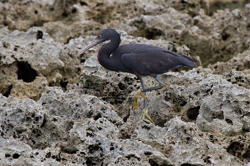 File:2014-04-02 Egretta sacra sacra (Pacific Reef Heron) 01.jpg