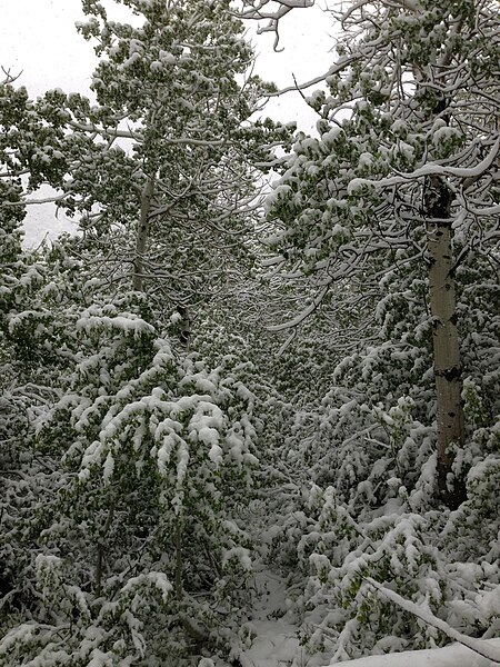 File:2014-06-17 08 58 07 Snow in June on Aspens with summer foliage along the Changing Canyon Nature Trail in Lamoille Canyon, Nevada.jpg