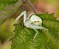 Veränderliche Krabbenspinne - Misumena vatia, Weibchen