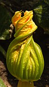 27.10.16 Blüte einer Zucchini