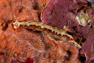 <i>Hypselodoris decorata</i> Species of gastropod