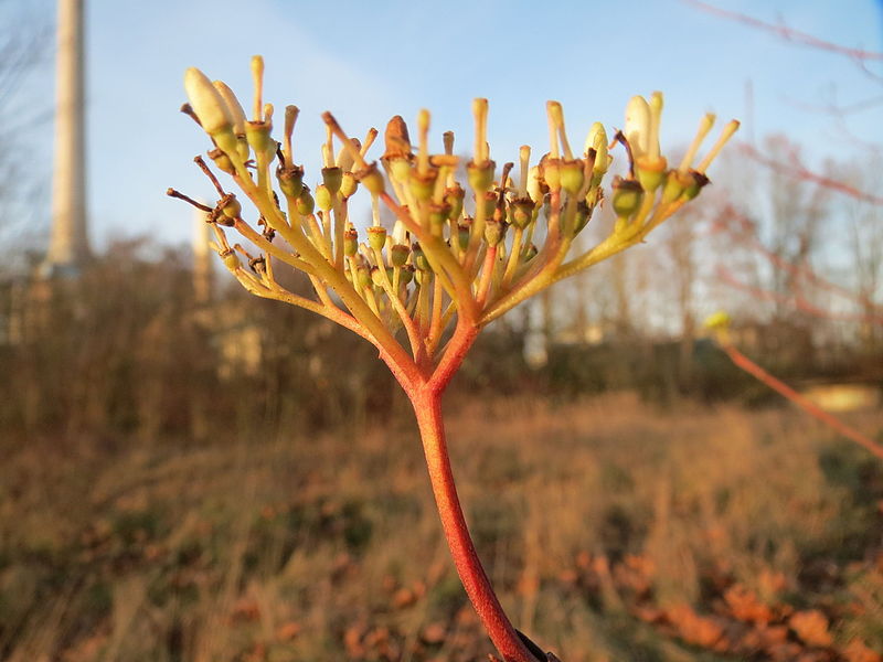 File:20151230Cornus sanguinea4.jpg