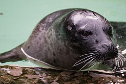 Phoca vitulina. -Phoque commun. -Harbour Seal