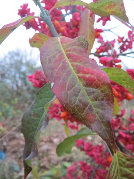 File:20161125Euonymus europaeus2.jpg