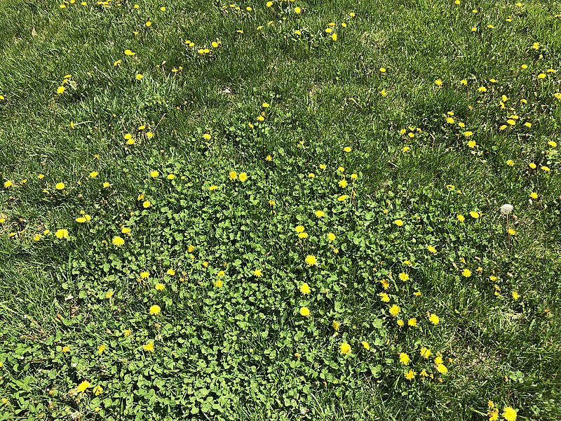 File:2019-04-20 12 15 16 Lawn with clover and dandelions along Hidden Meadow Drive in the Franklin Farm section of Oak Hill, Fairfax County, Virginia.jpg