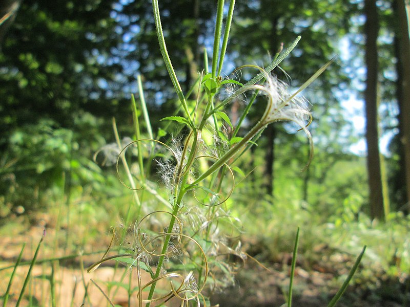 File:20190830Epilobium ciliatum1.jpg