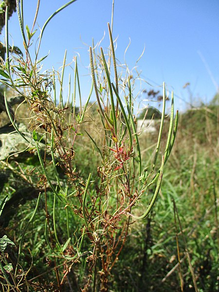 File:20200921Epilobium ciliatum2.jpg