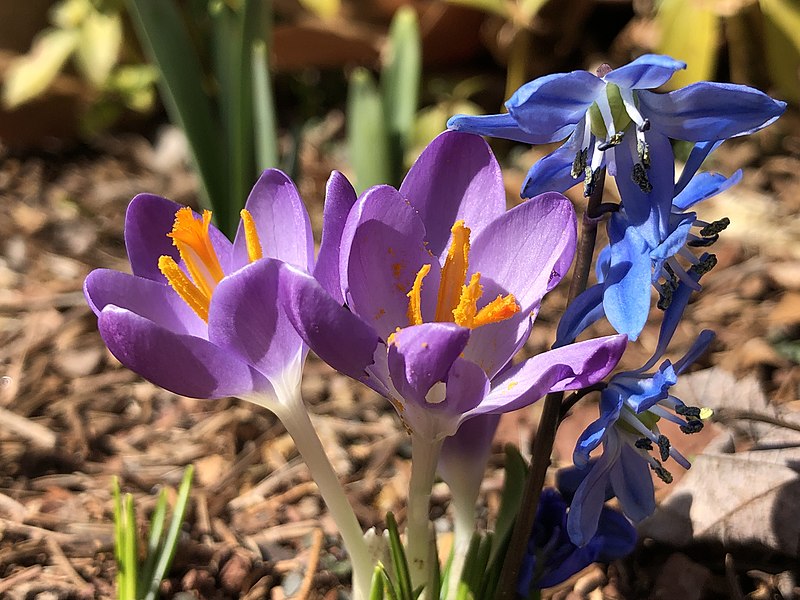 File:2022-03-03 13 19 46 Crocus and Siberian Squill blooming along Tranquility Court in the Franklin Farm section of Oak Hill, Fairfax County, Virginia.jpg