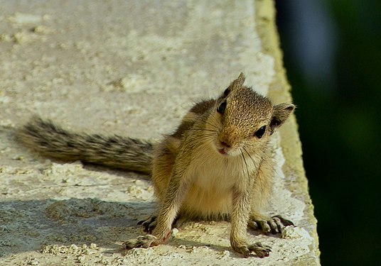 The Indian palm squirrel or three-striped palm squirrel