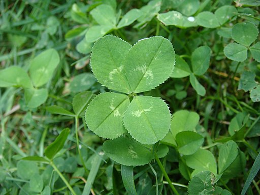 4-leaf clover (original)