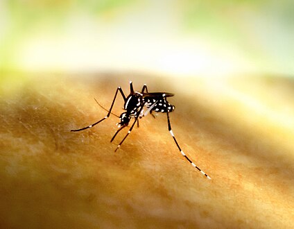 Bite by Aedes mosquito(species can transmit multiple diseases)